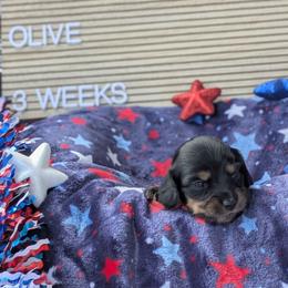 Olive (America) - Black and tan female Dachshund puppy in Indianapolis, Indiana from Englehaus Dachshunds