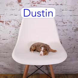 Dustin - Chocolate merle male Bernedoodle puppy in Calhoun, Georgia from Happy Top Doodles