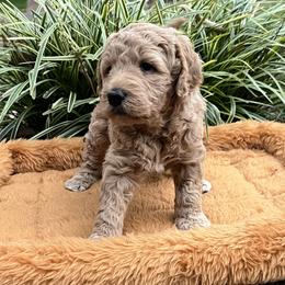 Plum (purple collar) - Apricot female Goldendoodle puppy in Mint Hill, North Carolina from Freshly Minted Goldendoodles