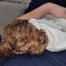 Cavapoo Puppies from Prince Pups