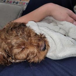 Cavapoo Puppies from Prince Pups