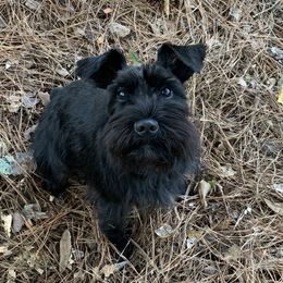 Maz - Miniature Schnauzer