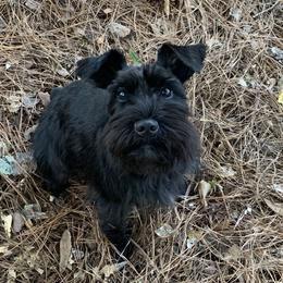 Maz - Miniature Schnauzer