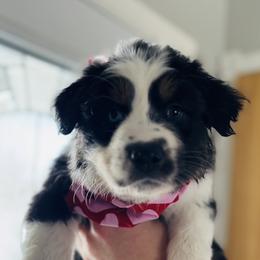 Australian Shepherd Puppies from OakHaven Acres Aussies
