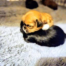 Rowan - Red gold male Lhasa Apso puppy in Hillsboro, Oregon from Luv-N-Laughter Lhasa Apsos