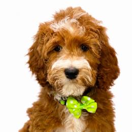 Vance - Red  male Goldendoodle puppy in Yuciapa, California from AlltheDoodlez_