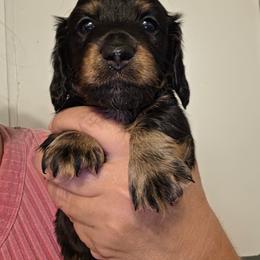 Lil dude - Black and tan male Dachshund puppy in El Paso, Texas from Mells Weenies
