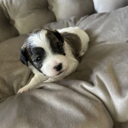 Havanese, Havapoo, and Poodle Puppies from Parlor Pups