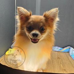 Pepper's Long Shot - Archer - Orange sable male Pomeranian puppy in Plant City, Florida from Pepper's Pomeranians