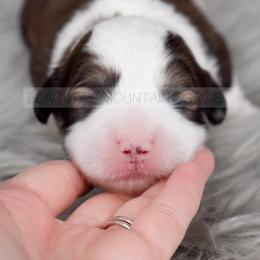 American Corgi and Pembroke Welsh Corgi Puppies from Blacktail Mountain Corgis