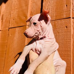 Angle - Chocolate female American Hairless Terrier puppy in Sacramento, California from Gold Rush Kennels