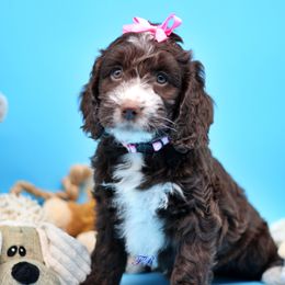 Pink collar - Liver and white English Springer Spaniel puppy in Kendall, New York from Family Raised Doodles