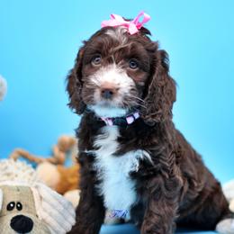 Pink collar - Liver and white English Springer Spaniel puppy in Kendall, New York from Family Raised Doodles