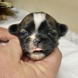 Shih Tzu Puppies from Willow Lane Shih Tzus