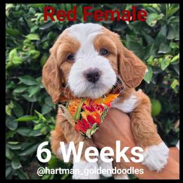 Red - Apricot female Goldendoodle puppy in Upland, California from Hartman Goldendoodles