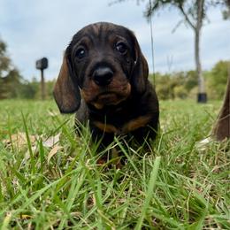 Dotson Male 1 - Wild boar male Dachshund puppy in Rusk, Texas from McCann Creek