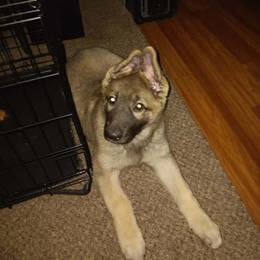 German Shepherd Puppies from Urekar Haus