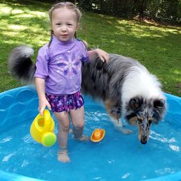 Collie All Grown Up from Grace Mountain Collies