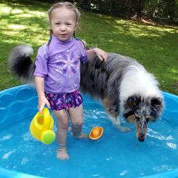 Collie All Grown Up from Grace Mountain Collies