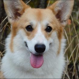 Gabi - Pembroke Welsh Corgi