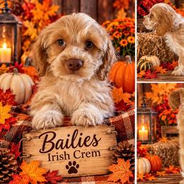 Irish Cream - Red roan male Cockapoo puppy in Holton, Indiana from MoonShine Babies / OZ