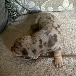 Bruce Ween - Dapple male Dachshund puppy in El Cajon, California from Lisa Buxton