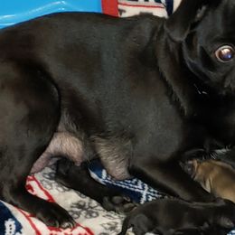 Roxanne  - Pug