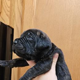 Orange Collar Female - Chestnut brindle female Cane Corso puppy in Lewistown, Montana from Corsi Amore Kennels