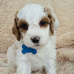 BLUE COLLAR - Red and white male Cockapoo puppy in Ankeny, Iowa from Maple’s Cockapoo's and Libby's Schnauzer Puppies