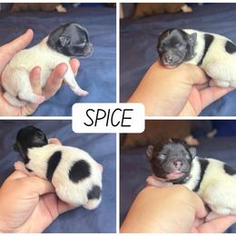 Spice - Black and White Parti - Black parti female Pomeranian puppy in Saint Ignatius, Montana from Pomeranians Montana