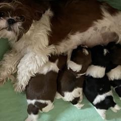 Shorkie Puppies from Strong Puppies