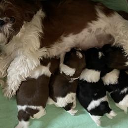 Shorkie Puppies from Strong Puppies