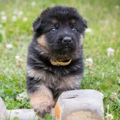 German Shepherds from Vom Has Rebock