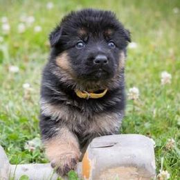 German Shepherds from Vom Has Rebock