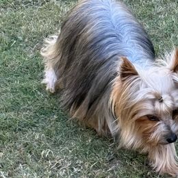 Toy Australian Shepherds and Yorkshire Terriers from DK’s Littles & Co