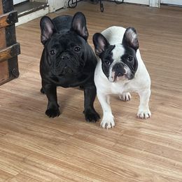 French Bulldog All Grown Up from Phoenix Rising