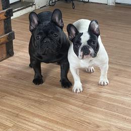 French Bulldog All Grown Up from Phoenix Rising
