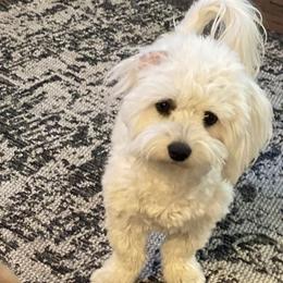 Trixie - Maltipoo