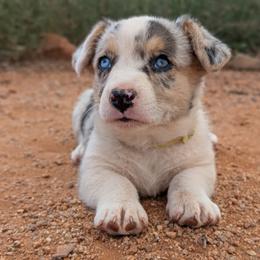 AKC Cardigan Boy 'Maverick - Blue merle and white male Cardigan Welsh Corgi puppy in Tombstone, Arizona from WeVolution Off-Grid