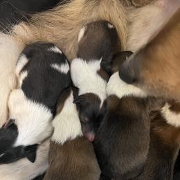 Collie Puppies from Jolly Collies