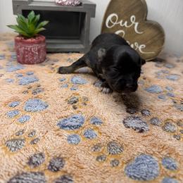 Absolut - Black and tan female Chihuahua puppy in Greenup, Kentucky from KB Chihuahuas