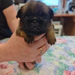 Bernard - Belge Brussels Griffon puppy in Columbus, Ohio from Last Knight Kennels and Greyhawk Kennels