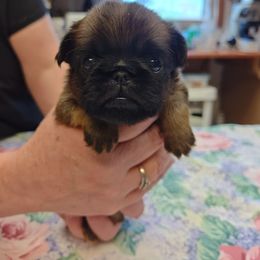 Bernard - Belge Brussels Griffon puppy in Columbus, Ohio from Last Knight Kennels and Greyhawk Kennels