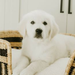 Golden Retriever Puppies from Arrowhead Kennels