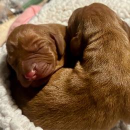 Female 1 - Golden rust female Vizsla puppy in Windsor, Maine from Pleasant Ridge