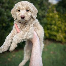 Limerick - Apricot female Aussiedoodle puppy in Claremont, North Carolina from Magnolia Grove Farms