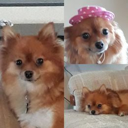Pomeranian All Grown Up from Sugar Butt Poms