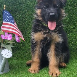 Male 3 Cohen - Black and red male German Shepherd puppy in Rockfield, Kentucky from Cheveyo German Shepherds