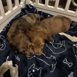 Dachshund Puppies from Mir and Dachshunds