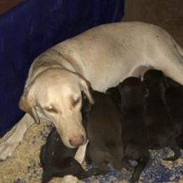 Lucy - Labrador Retriever